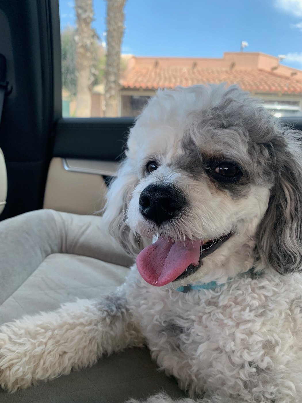 poodle smiling in a car